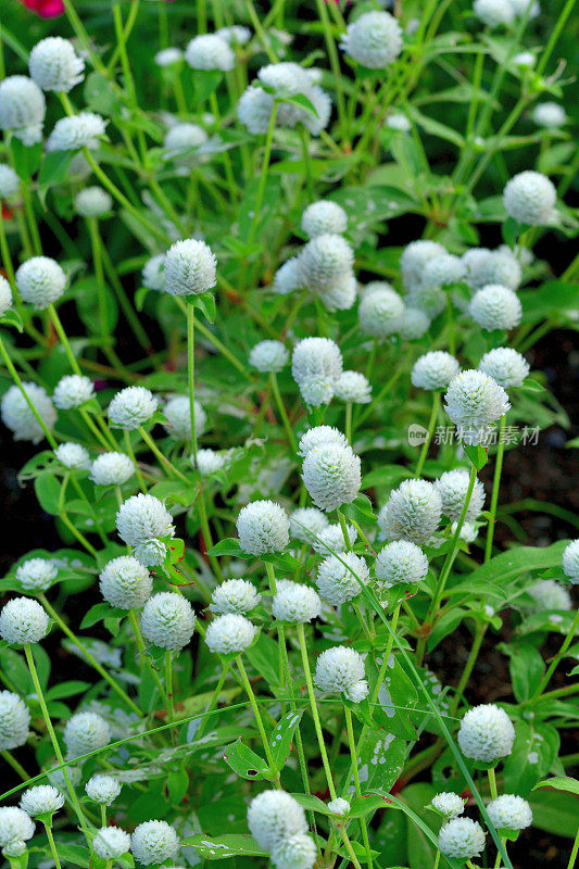 Gomphrena globosa /球形苋菜花